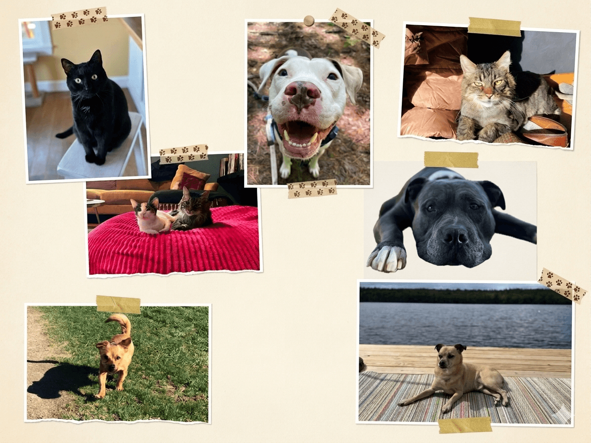 A collage of animals in our care